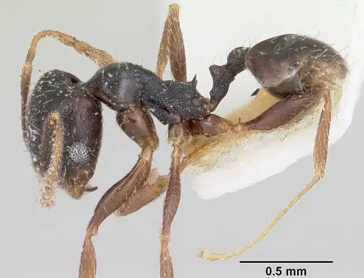 Pheidole pilifera specimen CASENT0104928 image casent0104928_3
