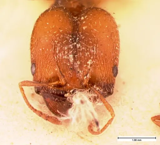 Pheidole pilifera specimen CASENT0105562 image casent0105562_1