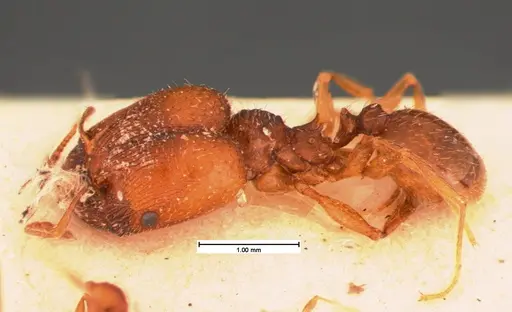 Pheidole pilifera specimen CASENT0105562 image casent0105562_2