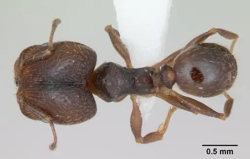 Pheidole pilifera specimen CASENT0172958 image casent0172958_1