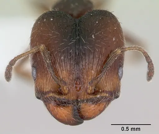 Pheidole pilifera specimen CASENT0172958 image casent0172958_2