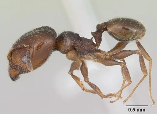 Pheidole pilifera specimen CASENT0172958 image casent0172958_3