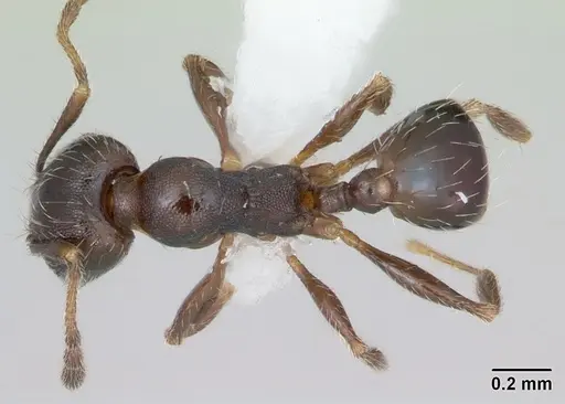 Pheidole pilifera specimen CASENT0172959 image casent0172959_1