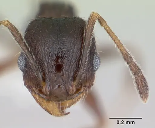 Pheidole pilifera specimen CASENT0172959 image casent0172959_2