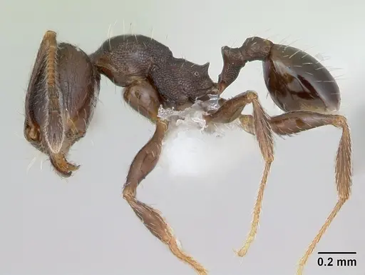 Pheidole pilifera specimen CASENT0172959 image casent0172959_3