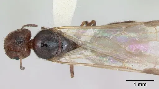 Pheidole pilifera specimen CASENT0172960 image casent0172960_1