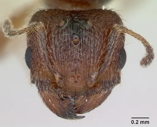 Pheidole pilifera specimen CASENT0172960 image casent0172960_3