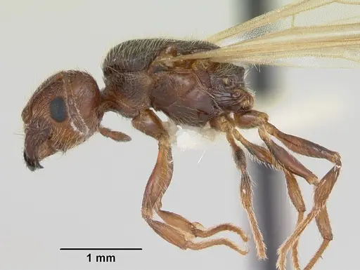 Pheidole pilifera specimen CASENT0172960 image casent0172960_4