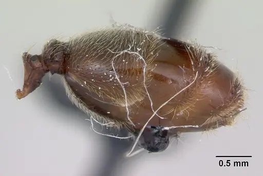 Pheidole pilifera specimen CASENT0172960 image casent0172960_5