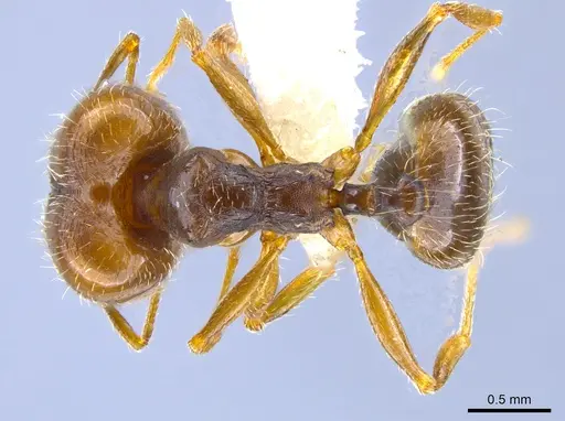 Pheidole pilifera specimen CASENT0644128 image casent0644128_1