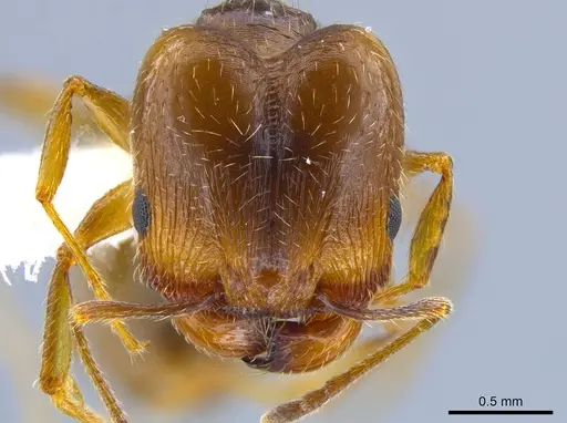 Pheidole pilifera specimen CASENT0644128 image casent0644128_2