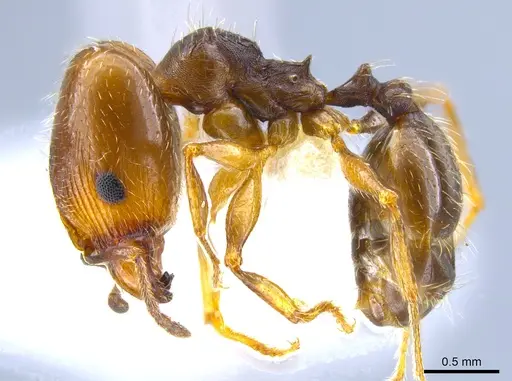 Pheidole pilifera specimen CASENT0644128 image casent0644128_3