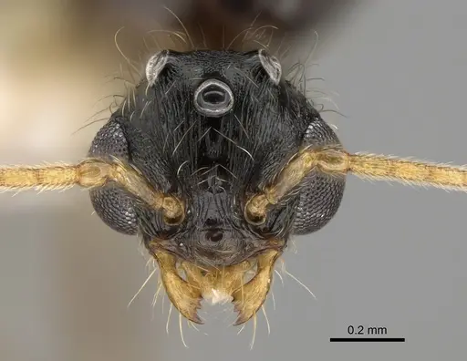 Pheidole pilifera specimen CASENT0862362 image casent0862362_2