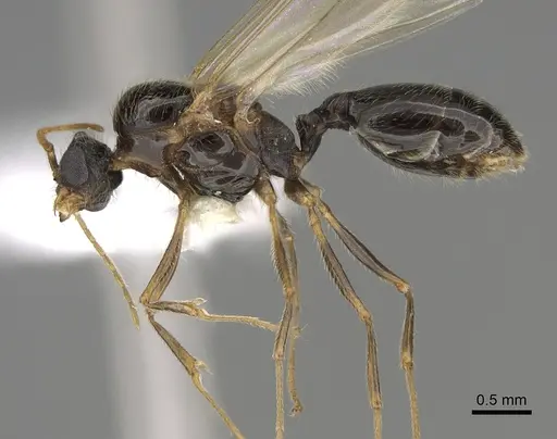 Pheidole pilifera specimen CASENT0862362 image casent0862362_3
