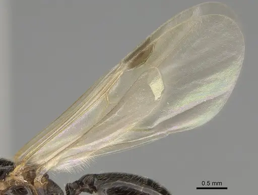 Pheidole pilifera specimen CASENT0862362 image casent0862362_4