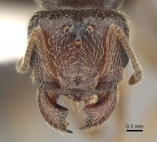 Pheidole pilifera specimen CASENT0862462 image casent0862462_2