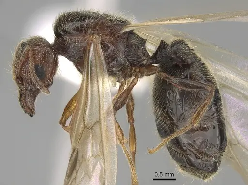 Pheidole pilifera specimen CASENT0862462 image casent0862462_3
