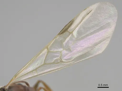 Pheidole pilifera specimen CASENT0862462 image casent0862462_4