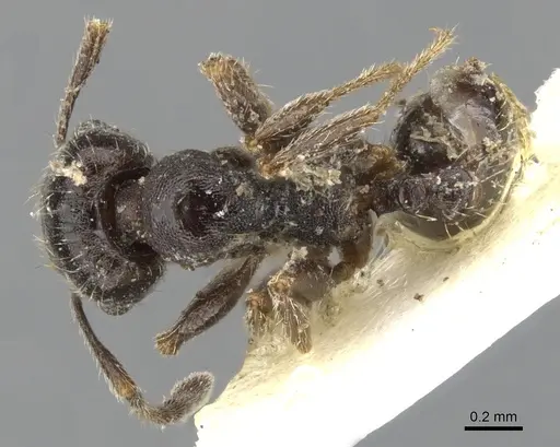 Pheidole pilifera specimen CASENT0901559 image casent0901559_1