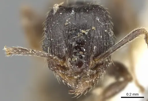 Pheidole pilifera specimen CASENT0901559 image casent0901559_2