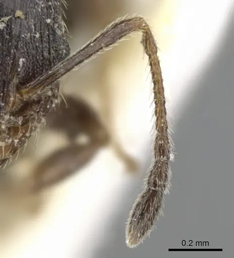 Pheidole pilifera specimen CASENT0901559 image casent0901559_3