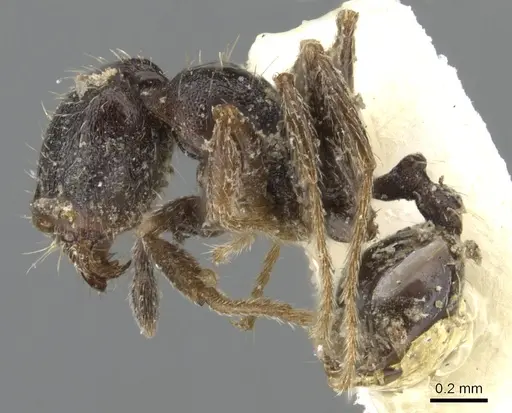 Pheidole pilifera specimen CASENT0901559 image casent0901559_4