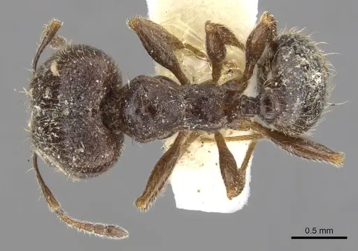 Pheidole pilifera specimen CASENT0901560 image casent0901560_1