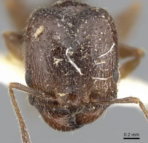 Pheidole pilifera specimen CASENT0901560 image casent0901560_2