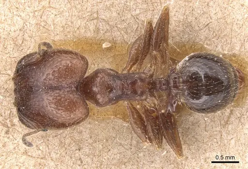 Pheidole pilifera specimen CASENT0904434 image casent0904434_1