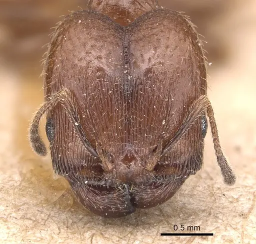 Pheidole pilifera specimen CASENT0904434 image casent0904434_2