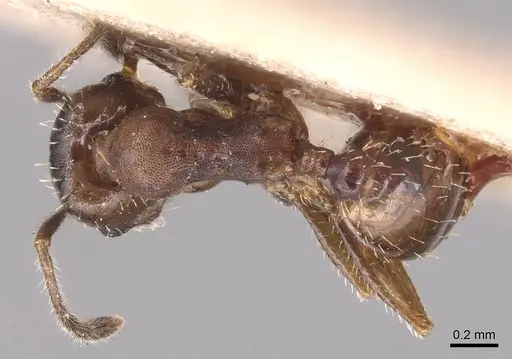 Pheidole pilifera specimen CASENT0904435 image casent0904435_1