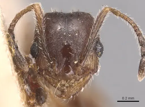 Pheidole pilifera specimen CASENT0904435 image casent0904435_2