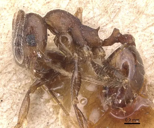 Pheidole pilifera specimen CASENT0904435 image casent0904435_3