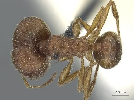 Pheidole pilifera specimen CASENT0911221 image casent0911221_1
