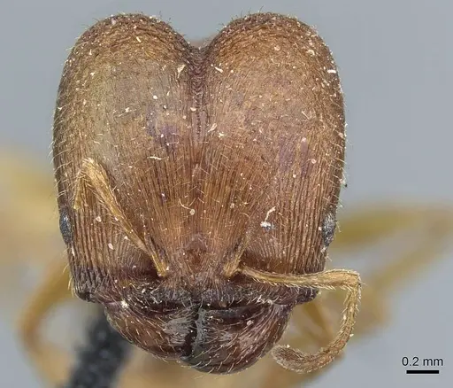 Pheidole pilifera specimen CASENT0911221 image casent0911221_2