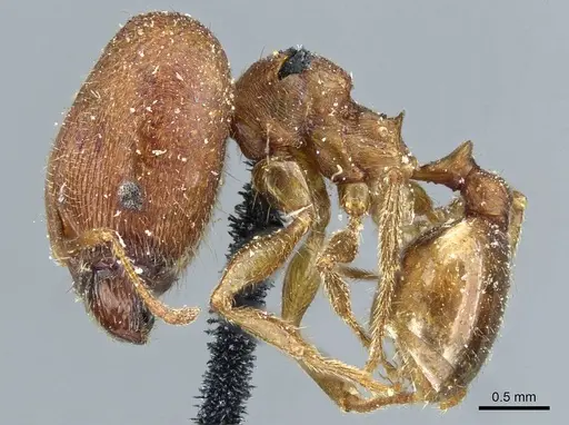 Pheidole pilifera specimen CASENT0911221 image casent0911221_3