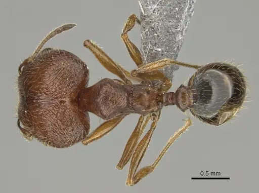 Pheidole pilifera specimen CASENT0923378 image casent0923378_1