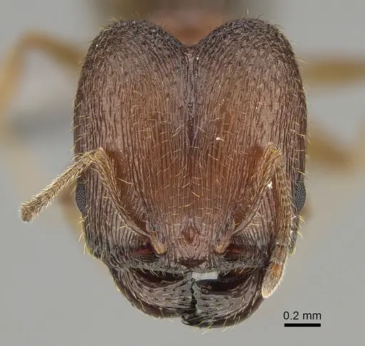 Pheidole pilifera specimen CASENT0923378 image casent0923378_2