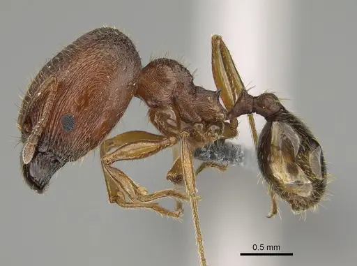Pheidole pilifera specimen CASENT0923378 image casent0923378_3