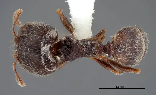 Pheidole pilifera specimen FMNHINS0000062813 image fmnhins0000062813_1
