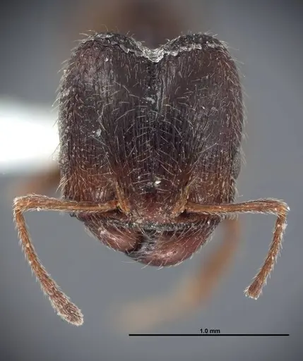 Pheidole pilifera specimen FMNHINS0000062813 image fmnhins0000062813_2