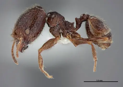 Pheidole pilifera specimen FMNHINS0000062813 image fmnhins0000062813_3