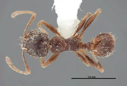 Pheidole pilifera specimen FMNHINS0000062814 image fmnhins0000062814_1