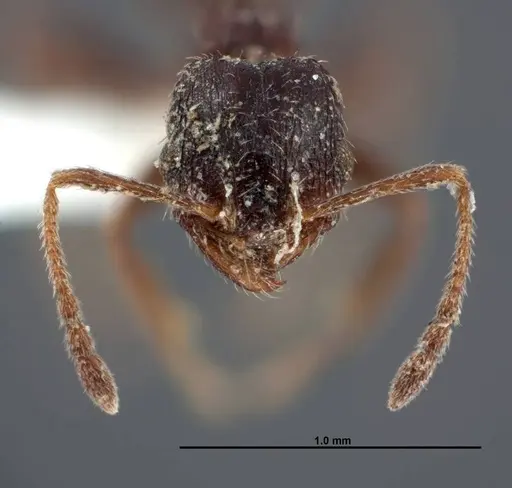 Pheidole pilifera specimen FMNHINS0000062814 image fmnhins0000062814_2