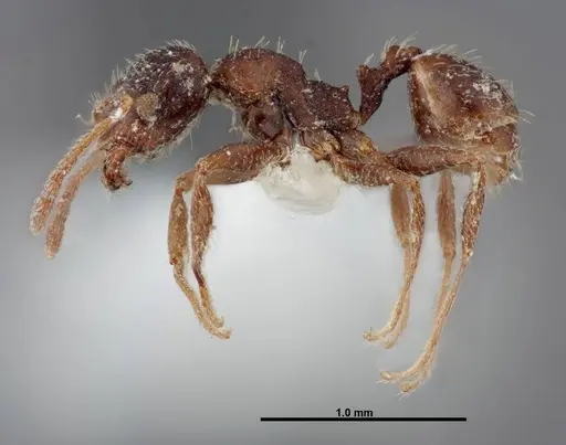 Pheidole pilifera specimen FMNHINS0000062814 image fmnhins0000062814_3