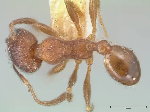 Pheidole pilifera specimen FOCOL1557 image focol1557_1
