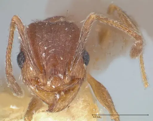 Pheidole pilifera specimen FOCOL1557 image focol1557_2