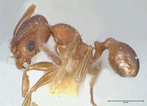 Pheidole pilifera specimen FOCOL1557 image focol1557_3