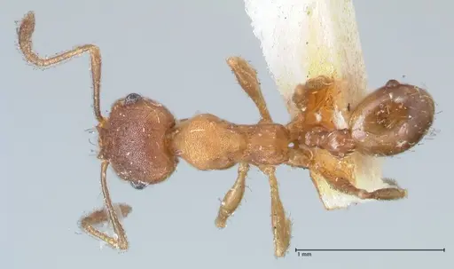 Pheidole pilifera specimen FOCOL1558 image focol1558_1