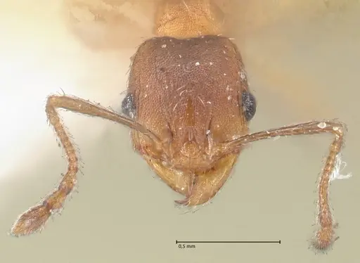 Pheidole pilifera specimen FOCOL1558 image focol1558_2